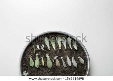 mini succulents branches spread ready for transplant into soil with copy space on white background
