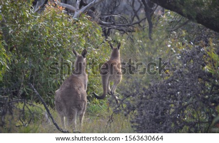 Kangaroos hopping away-Jervis Bay Australia