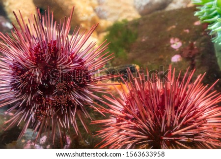 Spiny, globular Red Sea urchins echinoderms in the Pacific Ocean. Royalty-Free Stock Photo #1563633958