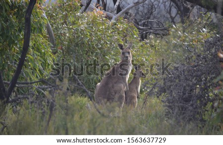 Kangaroos looking- Jervis Bay Australia