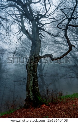 The ghostly forest. Seen in Bulgaria