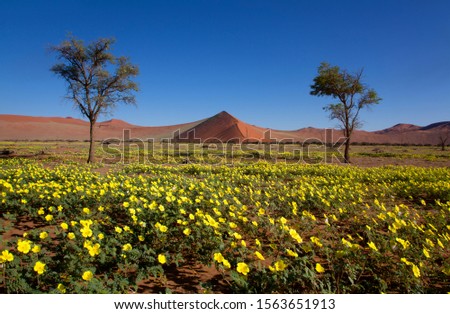 Flowers in  rainy season, Ses Riem,  Namib-Naukluft National Park, Namib desert, Namibia.