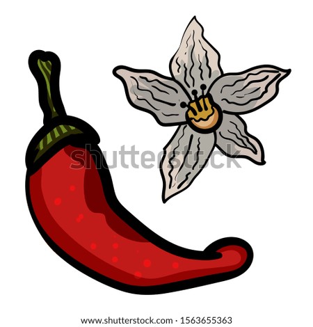 Doodle illustration of red hot chili pepper. Vegetable. Food. Ripe pepper. Pepper isolated. Hand drawn of fresh chili pepper. Mexican food. - Vector. Vector illustration