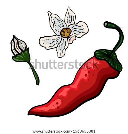 Doodle illustration of red hot chili pepper. Pepper flower, Pepper isolated. Hand drawn of fresh chili pepper. Mexican food. - Vector. Vector illustration