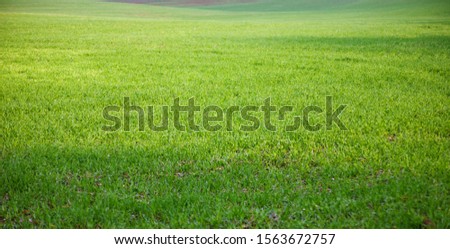 The field of young wheat. Background green grass . Royalty-Free Stock Photo #1563672757