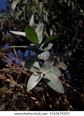 Eucalyptus leaves close up view. Natural forerst. Fresh eucalyptus leaves. Flat lay, top view. Nature green Eucalyptus leaves background. Green fresh plants close up for background. Botanical. Spring 