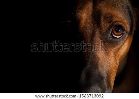 A portrait of a hunting dogs face in the dark, shadows.