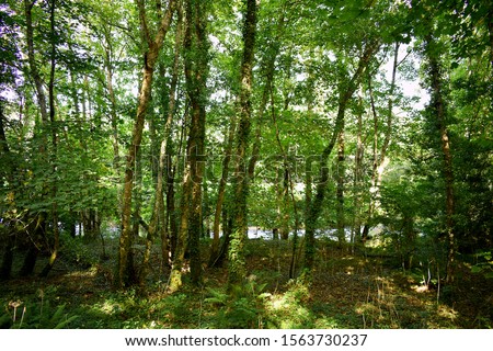 Souto da Retorta, also known as the Chavin eucalyptus, in Vivero, Galicia. Spain. Europe.
