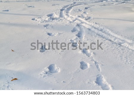 Tracks on fresh white snow. Closeup. Light gray and white background.