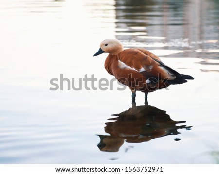 one female duck stand on a pond with clear water in search of food. Beautiful wildlife photos.