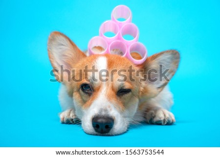 Cute ginger and white corgi lays and winks on the blue background with pink hair curlers on the head. Funny picture, humor, pet beauty or animal grooming, spa salon concept.