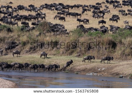 Annual wildebeest migration crossing the river 