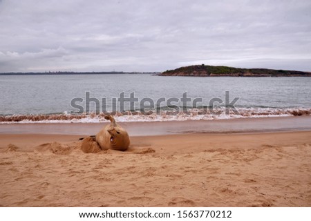 Southern elephant seal photographed in Vitoria, Espirito Santo. Southeast of Brazil. Atlantic Forest Biome. Picture made in 2013.