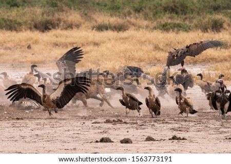 Hyena hunting a zebra taking down