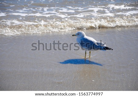 Seagull stands next to the water as waves crash