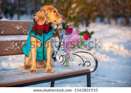 spaniel dog with flowers in winter