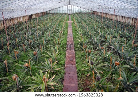 The pineapple typical cultivation in Sao Miguel island