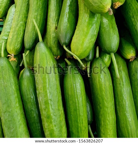 Macro photo green cucumbers. Stock photo food vegetable fresh cucumbers Royalty-Free Stock Photo #1563826207