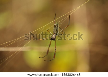 
a spider hangs from its net