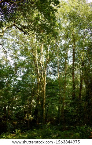 Souto da Retorta, also known as the Chavin eucalyptus, in Vivero, Galicia. Spain. Europe.
