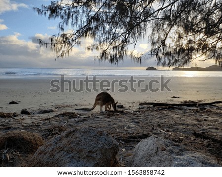 Australia kangaroo on the sunrise beach