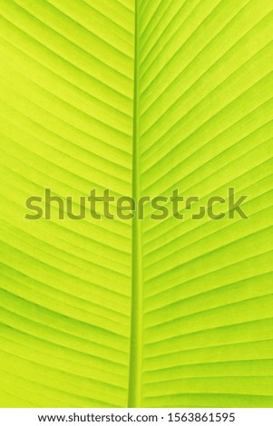 A backlit young leaf of a banana tree. Natural textured abstract background.
