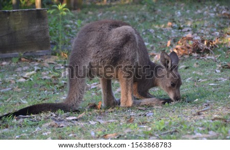Kangaroo grazing- Honeymoon Bay- Jervis Bay Australia