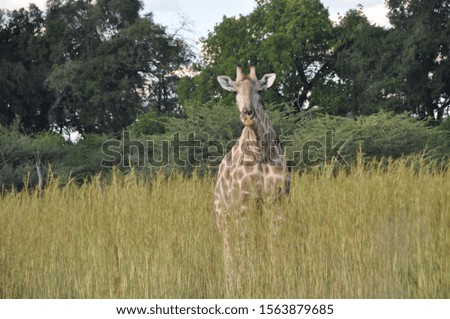 Giraffe in Africa Safari Tall
