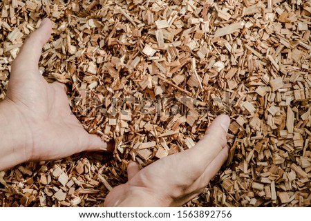 Hands holding wooden chips from eucalyptus trees as fuel for clean energy Royalty-Free Stock Photo #1563892756