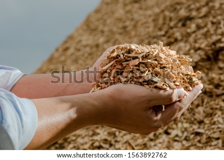 Hands holding wooden chips from eucalyptus trees as fuel for clean energy Royalty-Free Stock Photo #1563892762