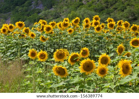 closeup of pictures, beautiful sunflowers in the mountains, north china