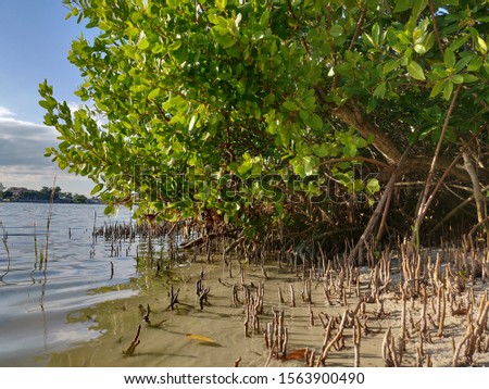 A mixed stand of stunted red mangroves (Rhizophora mangle) and black mangroves (Avicennia germinans) grows along the water's edge in an urban estuary in western Florida Royalty-Free Stock Photo #1563900490