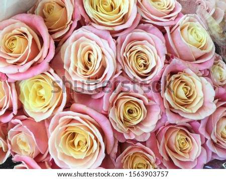 bunch of multiple roses background
