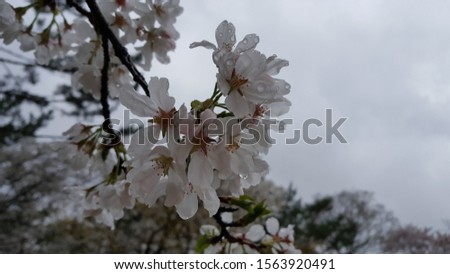 Cherry blossoms bloom in spring and they are beautiful, so there are good places to take pictures. This is a picture of flowers taken every year Whether it's raining or sunny, the flower shows differe