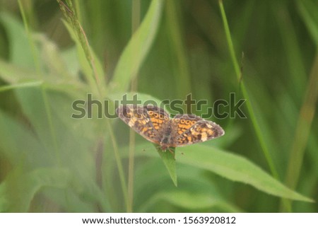 Butterfly relaxing on a daisy in a meadow