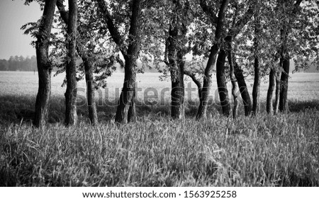 Trees with leaves around an agricultural field black and white photo