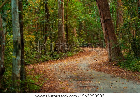 Picture of footpath in the Rainforest, Nature trail in the forest ,Nature Background