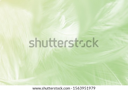 Beautiful feather color light green pattern texture background