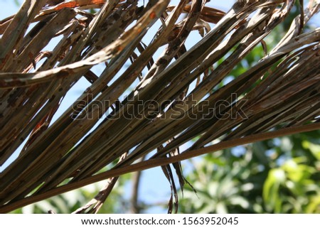dried coconut leaves as background