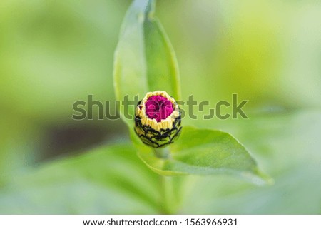 The flower Bud. Close - up of a Bud of an unopened bright Burgundy flower on a green background. Macro photography