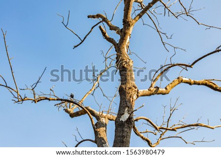 winter tree and branches in nature