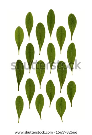 Green leaves  on white background Royalty-Free Stock Photo #1563982666