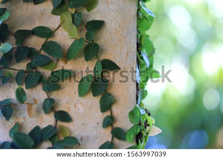 Close-up of ficus pumila leaves on concrete wall selective focus and shallow depth of field