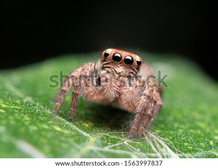Macro photo ,Jumping spider on a green leaf