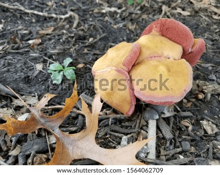A closeup picture of yellow and red mushrooms.