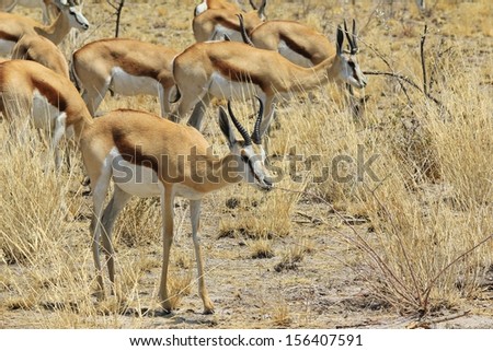 Springbok - Wildlife Background from Africa - Animal Kingdom beauties with horns
