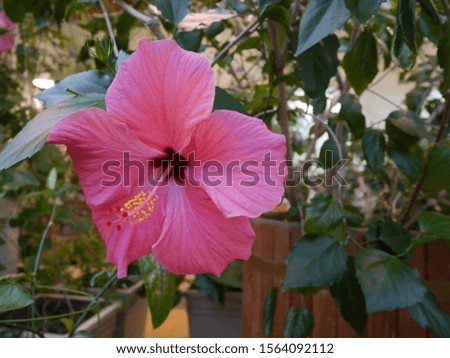 A beautiful pink flower whose image can be used for a calendar or poster