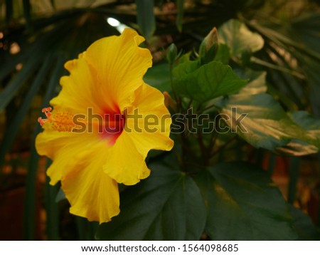 Beautiful yellow flower for your beloved