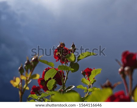 a bright red shrub rose in the background of a stormy sky, Russia
