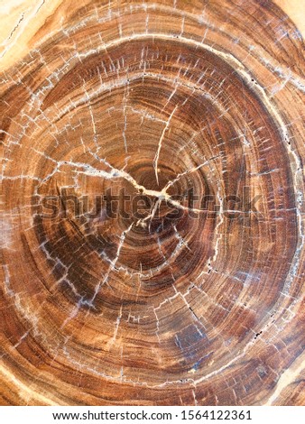 Wood grain picture from a teak tree